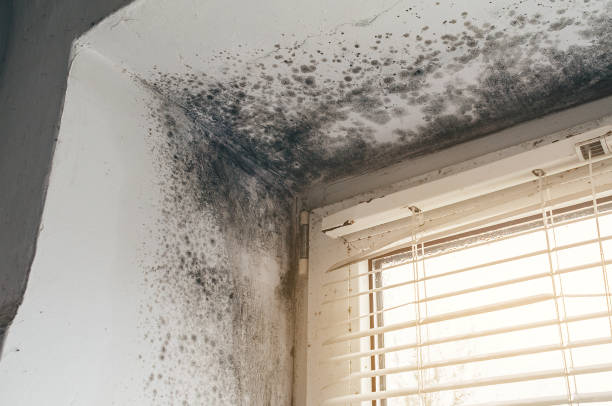 Affordable Mold Remediation solutions in Joint Base Mdl, NJ