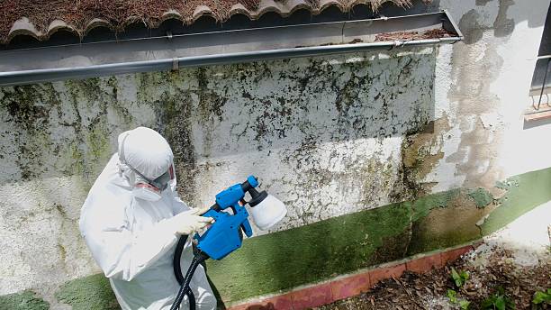 Top rated local Mold Remediation specialists in Joint Base Mdl, NJ